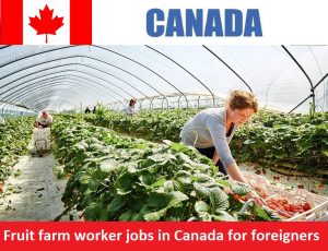 Fruit farm worker jobs in Canada for foreigners