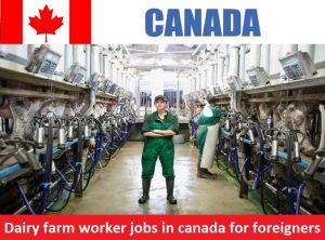 Dairy farm worker jobs in canada for foreigners