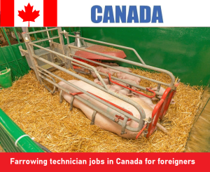 Farrowing technician jobs in Canada for foreigners