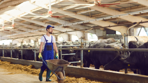 Dairy farm worker jobs in Canada for foreigners