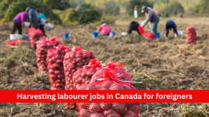 Harvesting labourer jobs in Canada for foreigners
